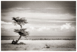 Windswept Tree, West Coast